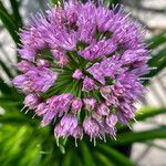 Allium angulosum Other