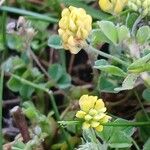 Medicago lupulina Blüte