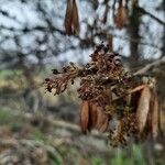 Fraxinus excelsior 花