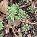 Petrosedum forsterianum Hoja