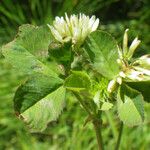 Trifolium michelianum Fulla