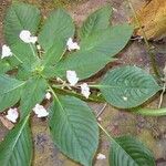 Impatiens tuberosa Habit