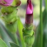 Curcuma alismatifoliaFlor