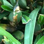 Maxillaria variabilis ᱛᱟᱦᱮᱸ