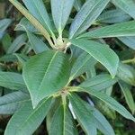 Rhododendron insigne Leaf