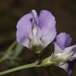 Lathyrus pauciflorus Flower