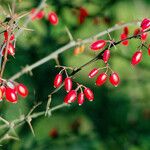 Berberis vulgaris 果實