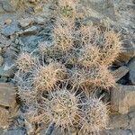 Echinocereus triglochidiatus Лист