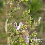Fumaria parviflora Fruit