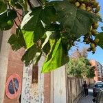 Catalpa bignonioidesFeuille