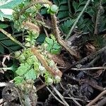 Polystichum makinoi Leaf