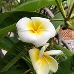 Plumeria albaЦветок