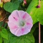 Ipomoea tricolorFlors