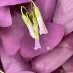 Centrosema virginianum ফুল