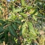 Quercus suber Leaf
