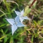 Conostomium quadrangulare Flower