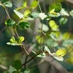 Lonicera subspicata Leaf