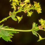 Alchemilla glabra Φρούτο