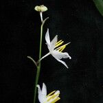 Chlorophytum nepalense Fiore