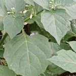 Solanum nigrum Leaf