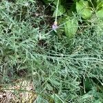 Xeranthemum cylindraceum Hoja