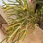 Euphorbia aphylla Hoja