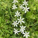 Ornithogalum divergensFlor