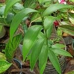 Sobralia macrantha Leaf