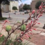 Hesperaloe parviflora Fiore