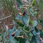 Aristolochia pistolochia Habit