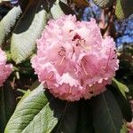 Rhododendron montroseanum