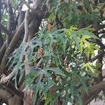 Cnidoscolus aconitifolius Blatt