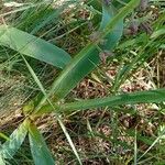 Muscari comosum Likasa