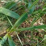 Muscari comosum Leaf