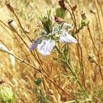 Nigella hispanica Квітка