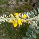 Sophora tomentosa 花