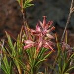 Dracophyllum balansae ফুল