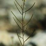 Arabis auriculata Fruit