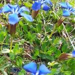 Gentiana brachyphyllaЦвят