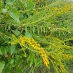 Solidago canadensisBlüte