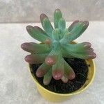 Sedum pachyphyllum List