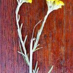 Santolina chamaecyparissus Цвят