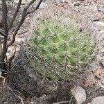 Gymnocalycium saglionis Habit