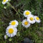 Erigeron philadelphicusЦвят