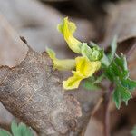 Corydalis flavula Habit