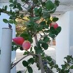 Carissa macrocarpa Fruit