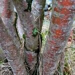 Hamamelis virginiana چھال