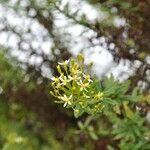 Hubertia ambavilla Blomma