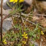 Sisymbrella aspera Leaf