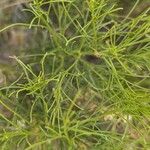 Baccharis sarothroides Hoja